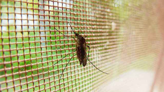 Lucha directa contra la plaga de mosquitos para diez municipios de la provincia de Palencia