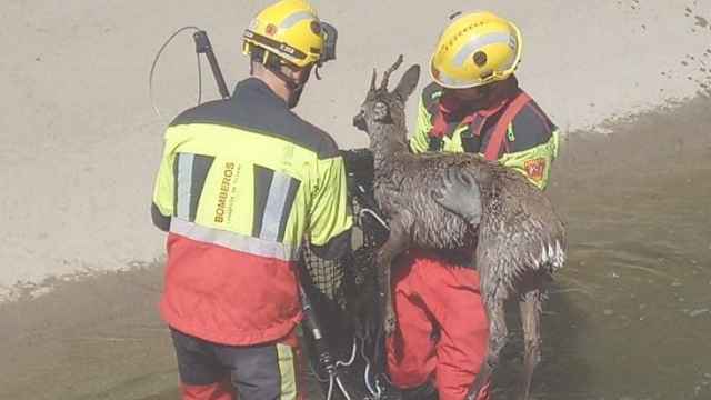 Dos bomberos del CPEIS de Toledo rescataron al corzo de un canal de agua.