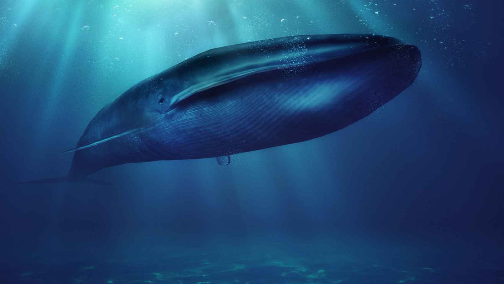 Imagen de archivo de una ballena azul.