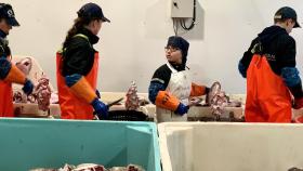 Los niños noruegos que cortan las cocochas de bacalao