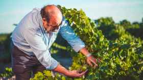 El viticultor Javier Sanz en su viñedo de La Seca