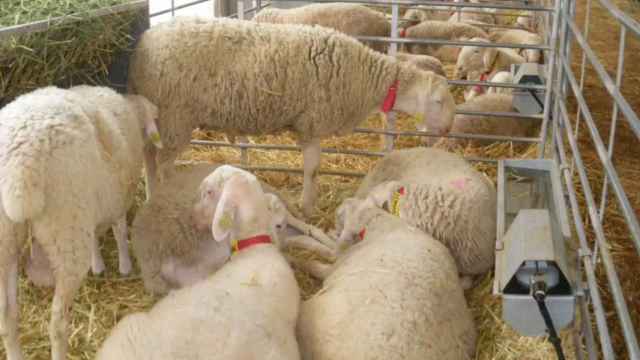 Detectan un nuevo foco de viruela ovina en Alcázar de San Juan (Ciudad Real)