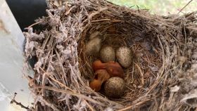 Operación Nido: así salvaguarda Naturgy la reproducción de las aves en sus plantas fotovoltaicas