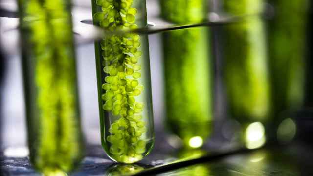 Imagen de archivo de biocombustible a partir de algas.