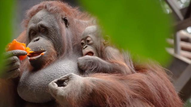 El Corte Inglés continúa cediendo sus excedentes de frutas y verduras a los animales de BIOPARC Fuengirola