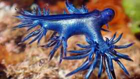 El misterioso dragón azul, conocido como Glaucus atlanticus