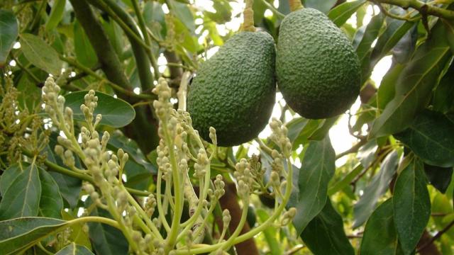 Aguacates en una imagen de archivo.