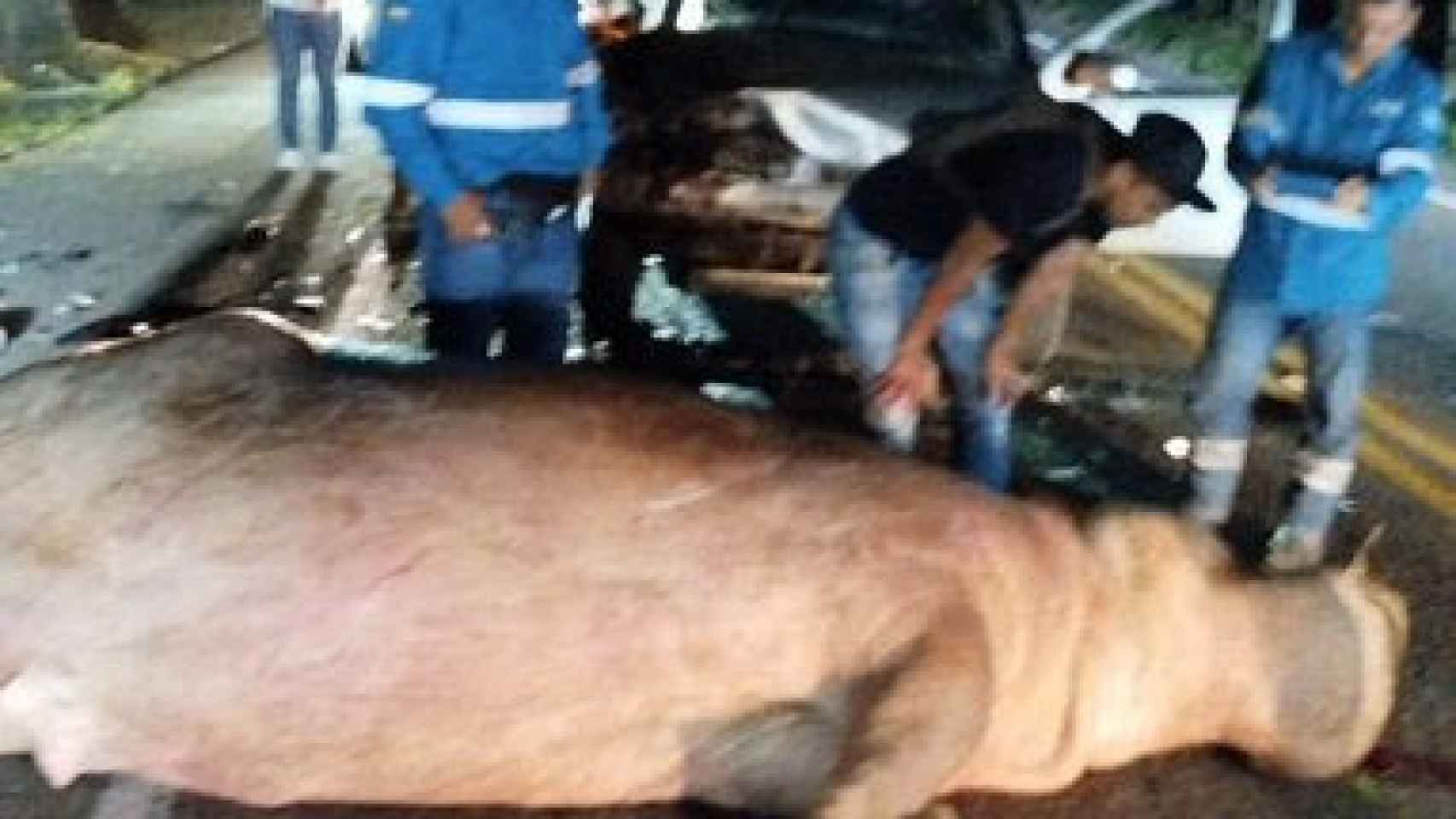El cadáver del hipopótamo, después de que llegaran los servicios de rescate.