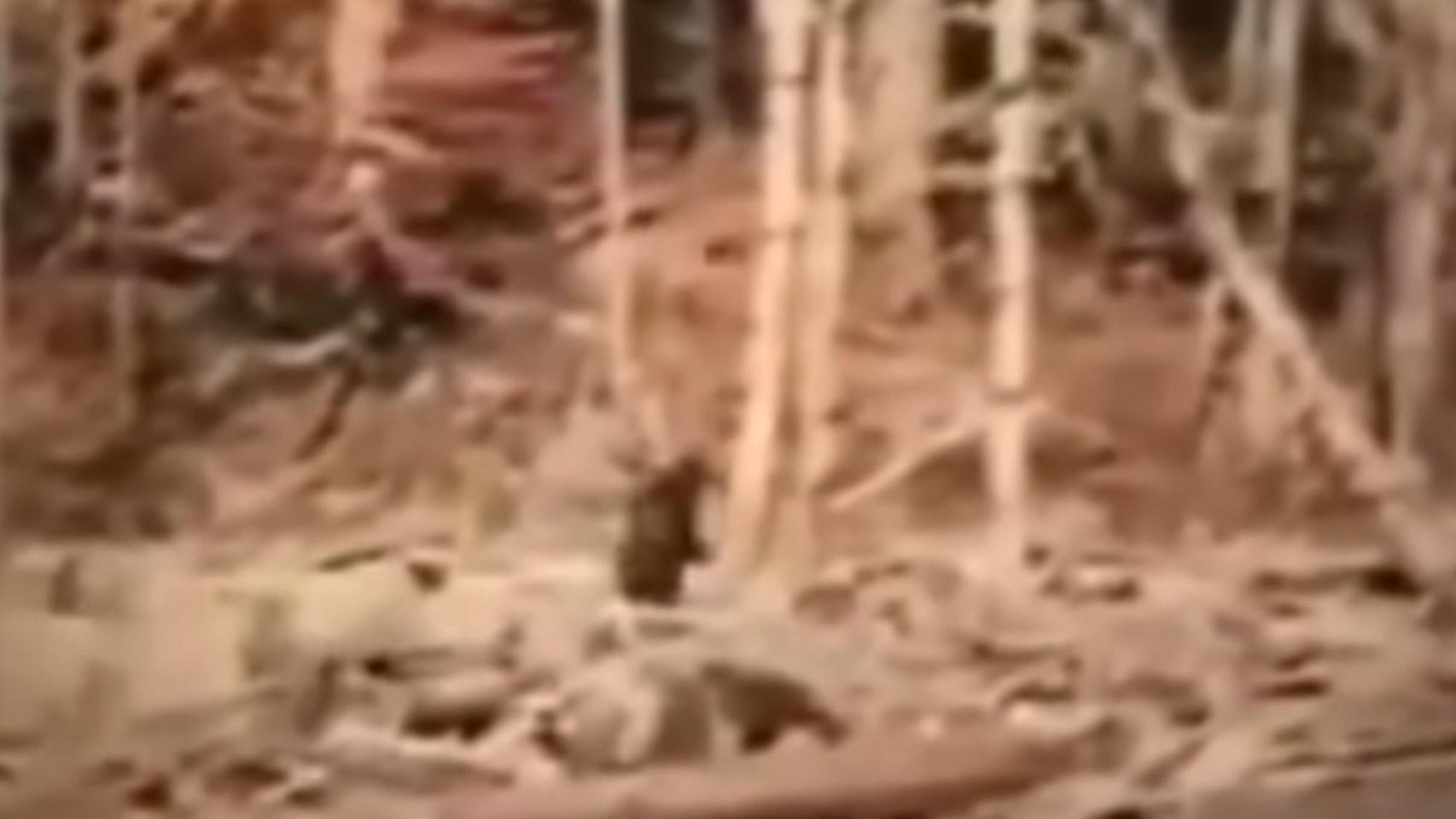 The original images  of Bigfoot barely showed anything of the alleged creature.