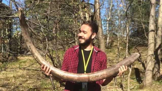 David Díez del Molino, paleogenetista español, con un colmillo de mamut lanudo.
