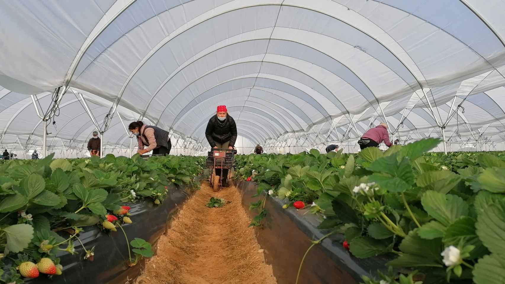 Trabajadores en un cultivo de fresas en Huelva.