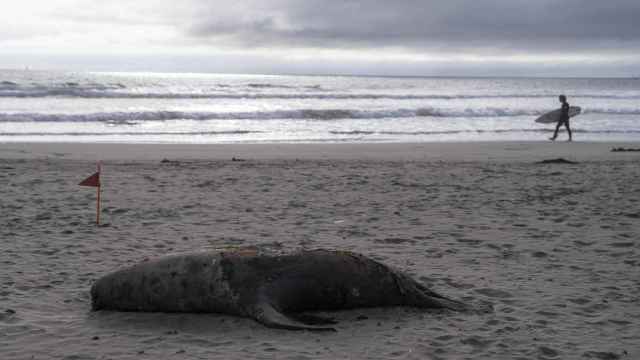 Un lobo marino muerto en una playa de Valparaíso, en Chile.