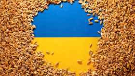 La bandera de Ucrania rodeada de granos de cereal.
