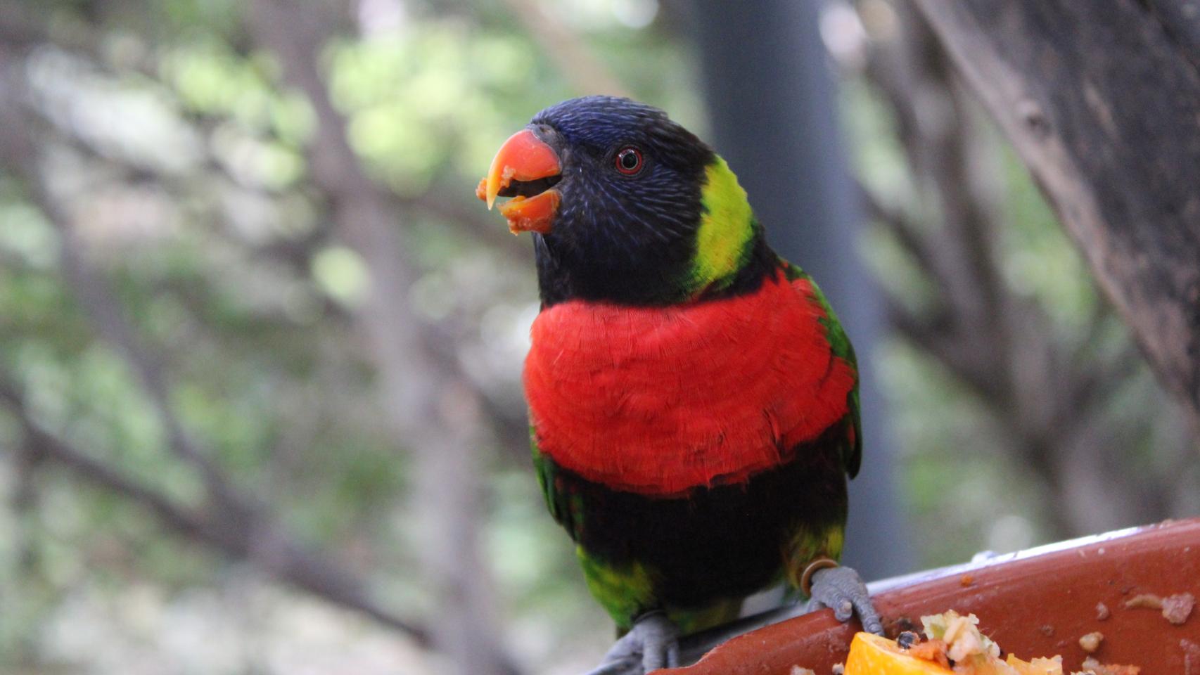 Imagen de una de las aves de Loroparque.