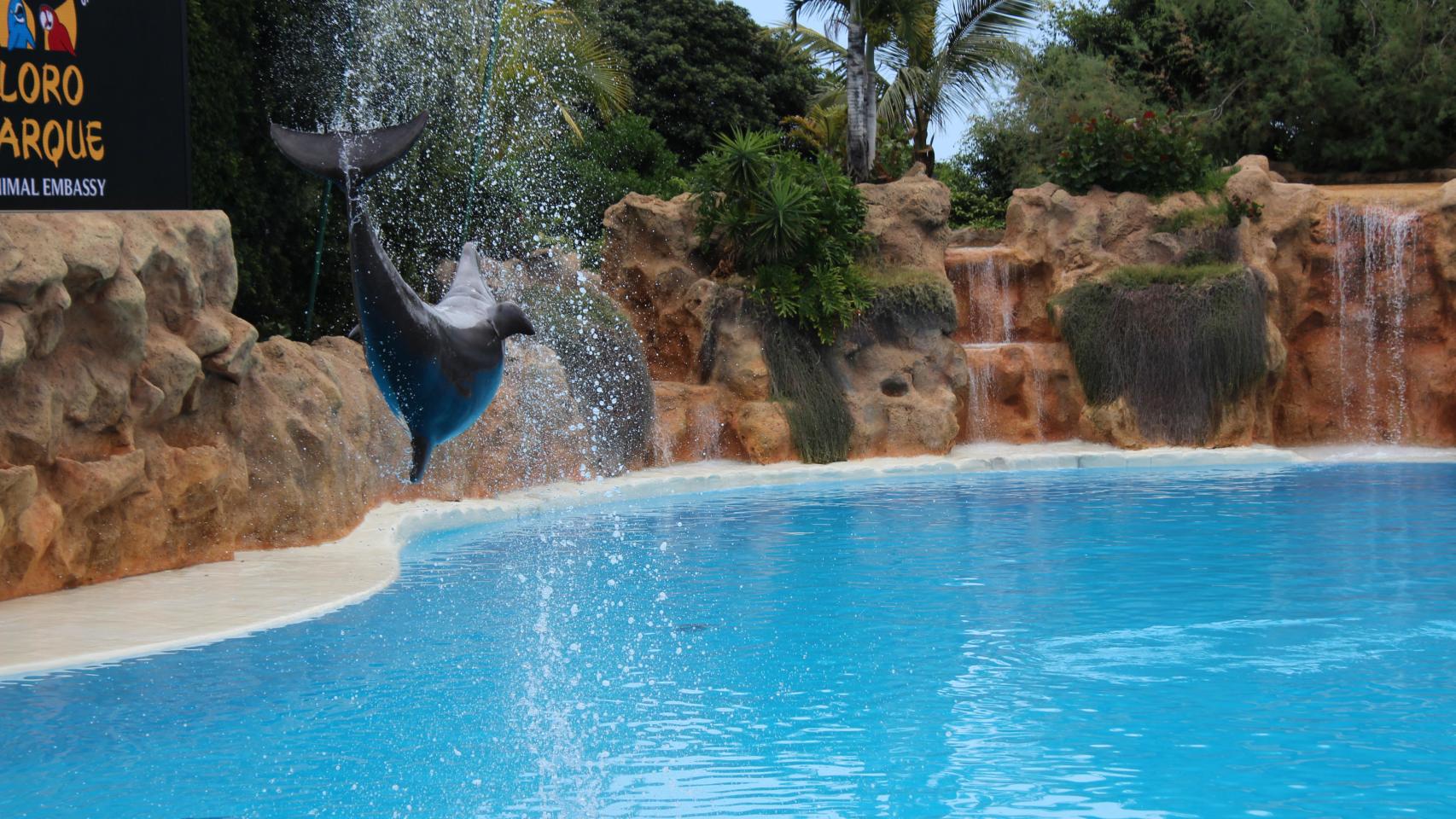 Uno de los delfines en el espectáculo de Loro Parque.