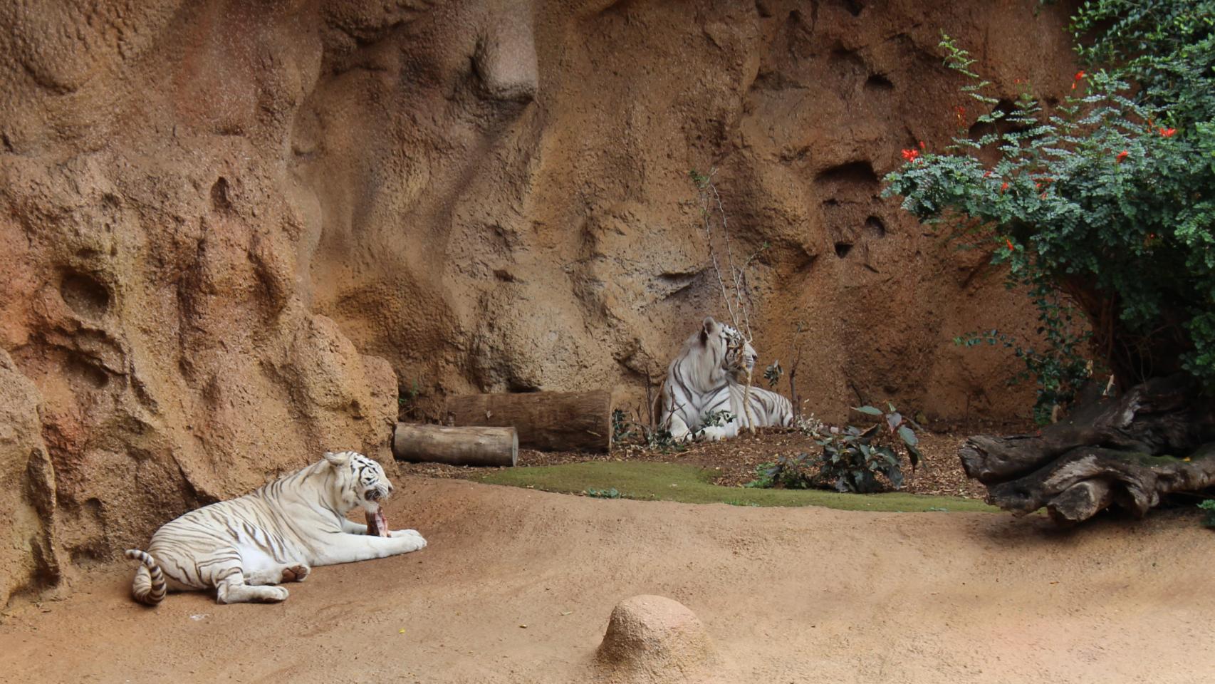 Los tigres blancos del Loro Parque.