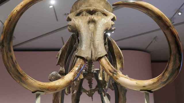 Vista frontal del esqueleto del mamut siberiano que puede contemplarse en CaixaForum Madrid