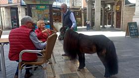 Nico junto a su dueño por las calles de Valladolid.