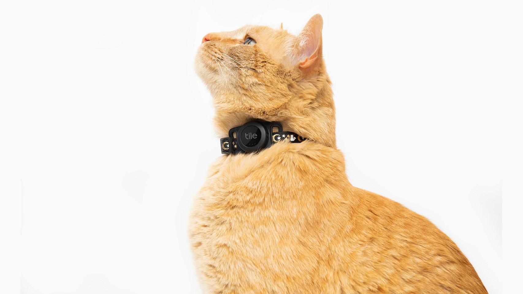 Cámaras de vigilancia y GPS para perros y gatos