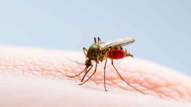 Cuando un mosquito succiona sangre, el sistema inmunológico responde provocando una inflamación.