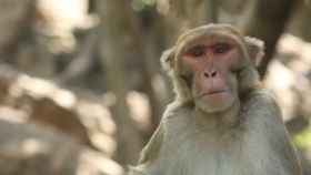 Macaco rhesus, una de las especies estudiada por el proyecto Zoonomia. Noah Snyder.