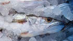 Este pescado se puede encontrar en cualquier pescadería o supermercado.