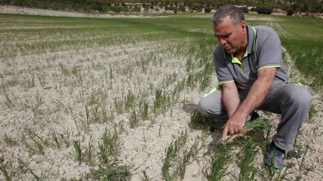 Un agricultor alicantino muestra sus cultivos de cereal, hace unas semanas.