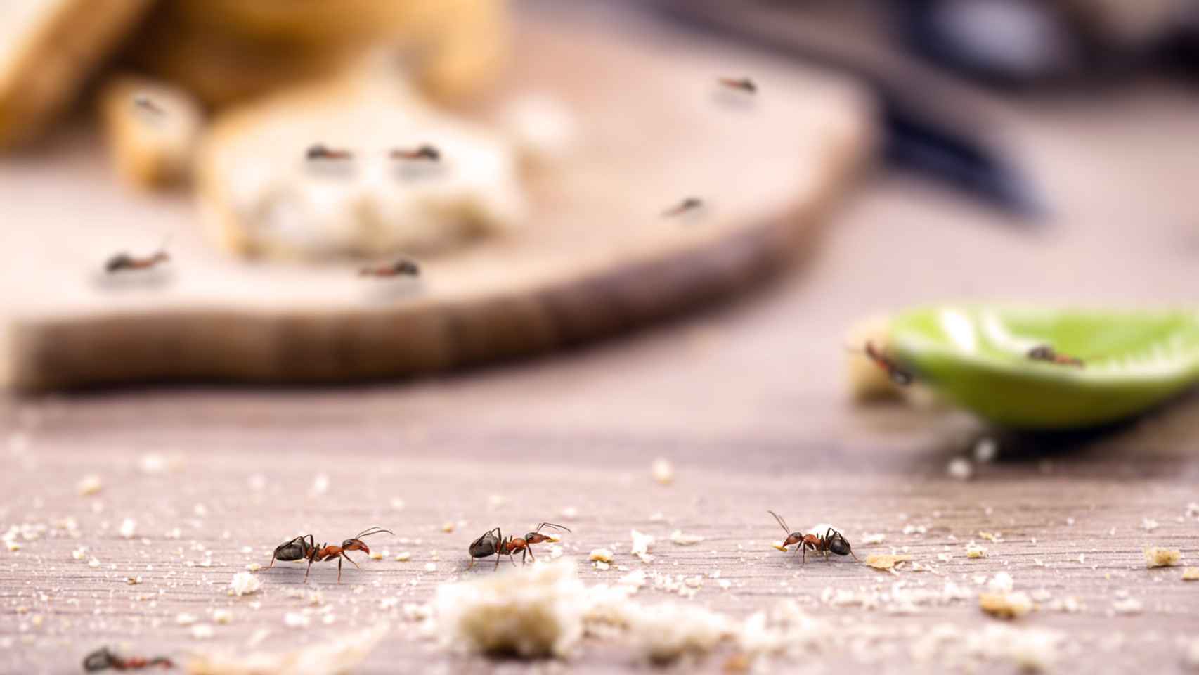Los trucos infalibles (y caseros) para definitivamente con las hormigas en casa