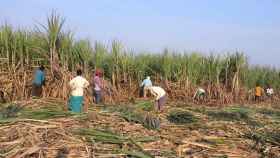 Trabajadores recolectando caña de azúcar en el estado de  Maharashtra (India).