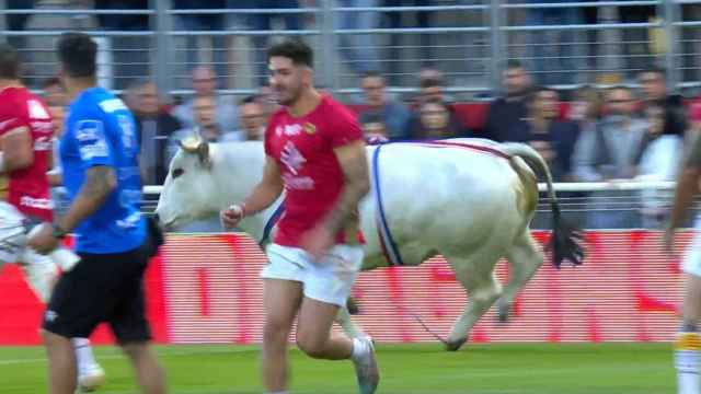 Captura de pantalla del vídeo en el que un toro se cuela en un partido de rugby en Francia