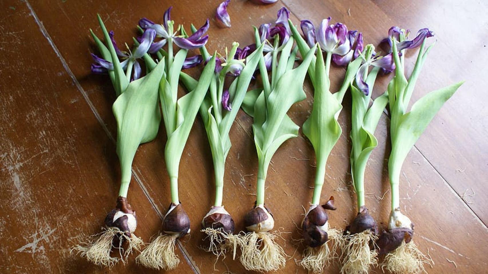 factor Resonar Imperial Bulbo de tulipán: el 'boom' gastronómico y desayuno energético que nació en  la II Guerra Mundial