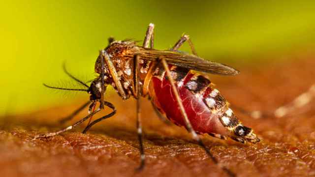 Un mosquito adulto picando a una persona.