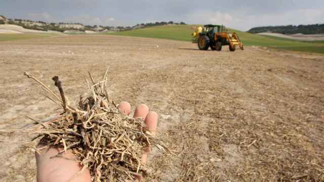 Imagen de una cosecha de cereal echada a perder en Castilla y León