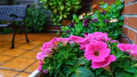 Petunias en una jardinera.