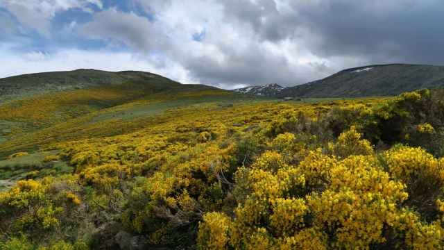 La Sierra de Gredos en primavera, con los piornos en flor.