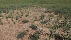 Campos afectados por la sequía