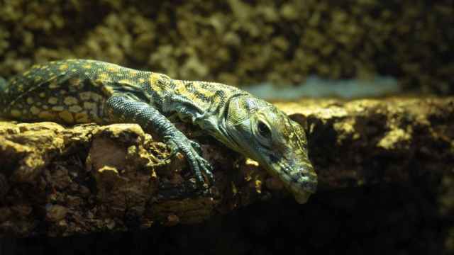 Las crías de dragón de Komodo nacidas en Bioparc Fuengirola salen a terrarios exteriores -