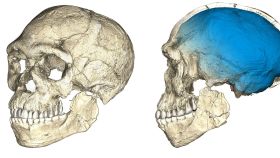 Reconstrucciones del cráneo de los primeros fósiles de Homo sapiens descubiertos en el yacimiento de Jebel Irhoud (Marruecos). / Philipp Gunz, MPI EVA Leipzig