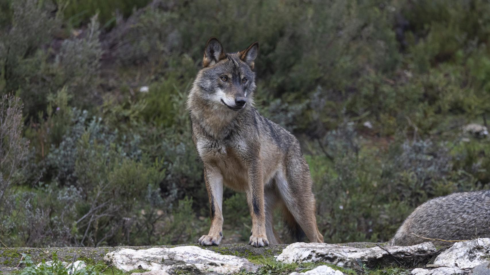 Lobos decapitados, amenazas de muerte y un experimento de caza furtiva: 