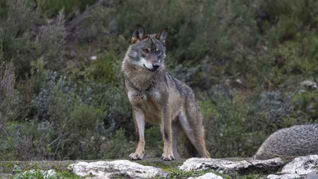 Un ejemplar de lobo ibérico, una especie protegida en el LESPRE, en el norte de España