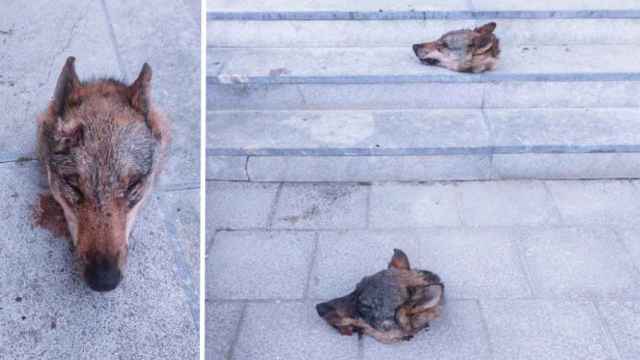 Las cabezas de dos lobos ibéricos aparecieron decapitadas frente a las escaleras del ayuntamiento de Ponga, en Asturias, durante la visita del presidente autonómico socialista, Adrián Barbón.