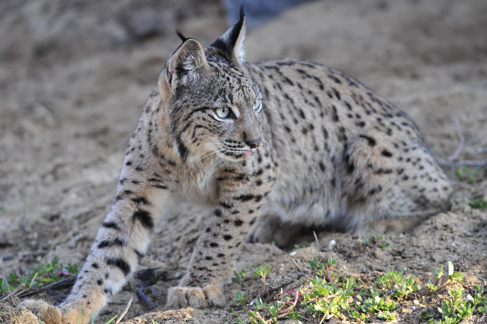 Lince ibérico. Foto: Ministerio para la Transición Ecológica