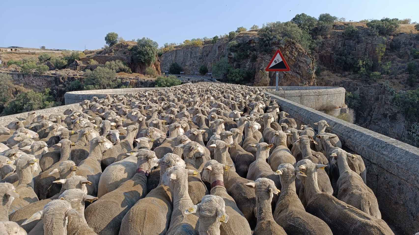 Las cerca de 1.700 ovejas por la ruta