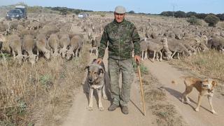 De Cáceres a León en busca de agua: el viaje de 600 kilómetros andando de un pastor y sus 1.700 ovejas