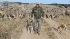 El pastor José Manuel Sánchez junto a sus ovejas y sus perros durante su viaje a León