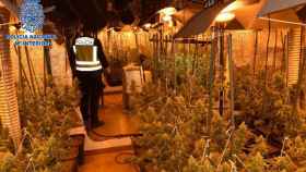 Encuentran  más de 500 planta de marihuana en una casa de campo de Alcázar de San Juan