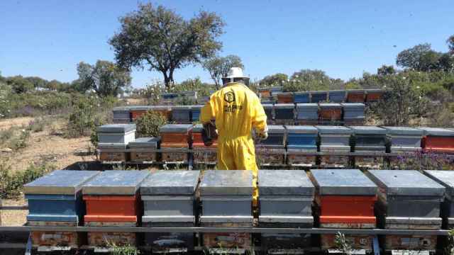 El apicultor de Madrid Miel en sus colmenas del sur de la Comunidad de Madrid.