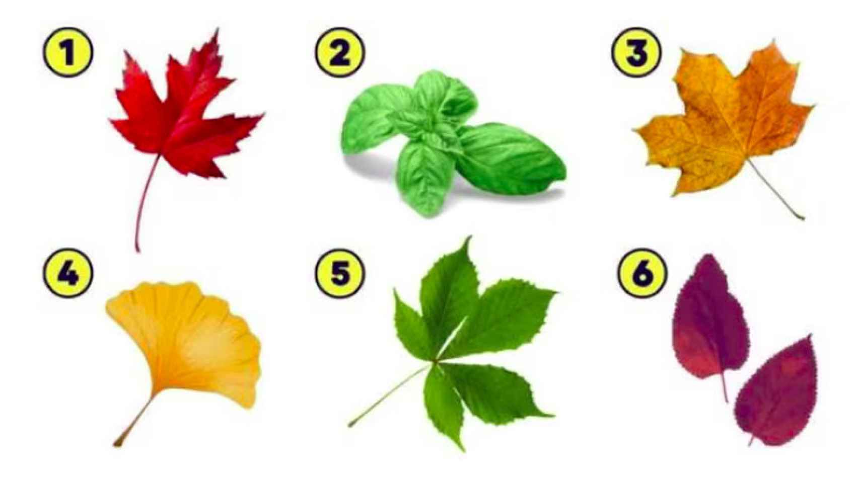 ¿Cuál de estas hojas vas a elegir?