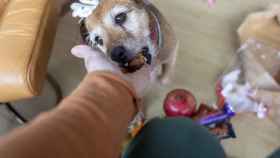 Imagen de archivo de un perro a punto de comerse una nuez.