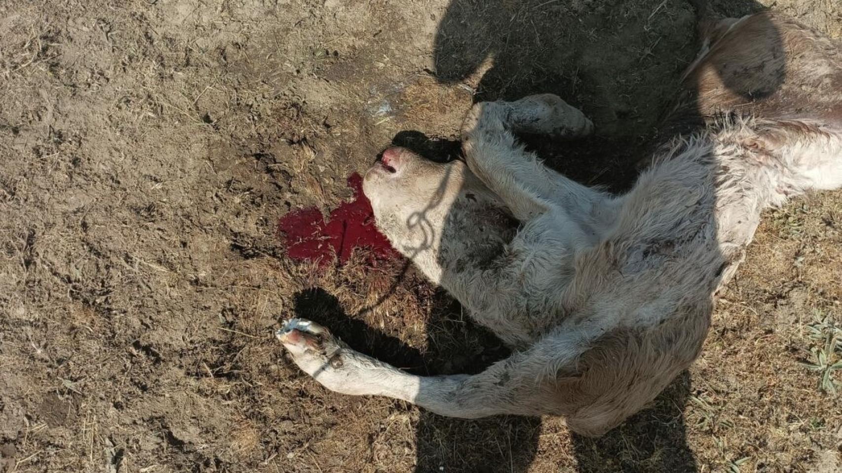 Un ternero muerto por las aves en Montejo